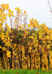 Opadające żółte liście winorośli. - 114178280