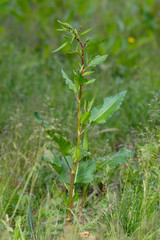 Knotweed (Persicaria amphibia)