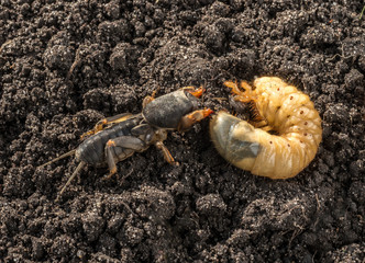 Pest - grub of the cockchafer and Gryllotalpa gryllotalpa (European mole cricket) in motion.