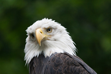 Bald eagle
