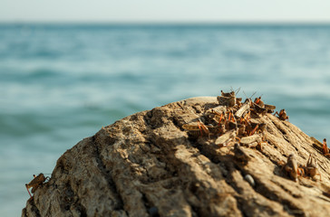 Plague of locusts on the black sea coast