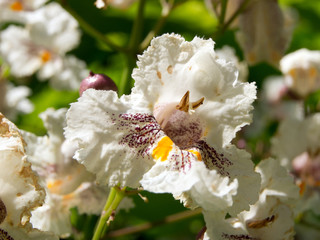 Cigar tree (Catalpa bignonioides) flower