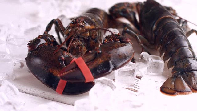 Live lobster moves his claw. Brown lobsters lying on ice. Pick one of them. Tied but still strong.