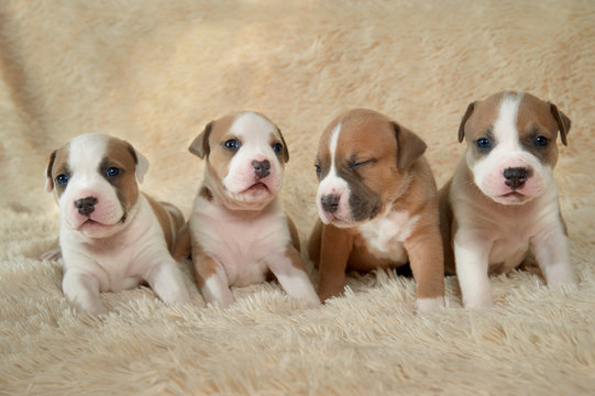 four adorable staffordshire terrier puppies