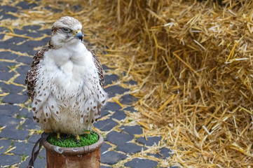 Beautiful white bird of prey