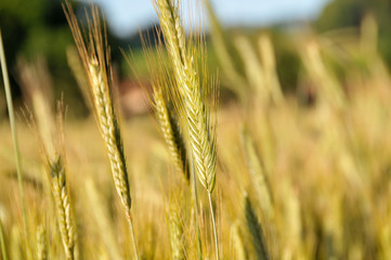 Gerste im Sonnenlicht