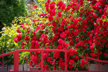 red rose bush at a fence