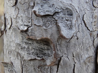 Corteza de pino textura 4