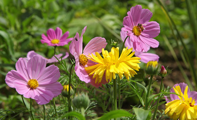 Cosmos roses © hcast