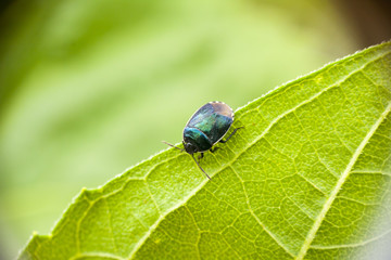 small black beetle on a green leaf