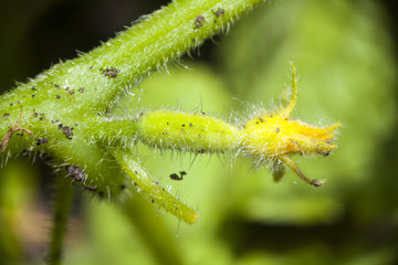 cucumber small flower
