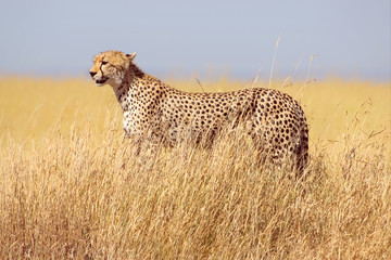 Cheetah in the Serengeti National Park. Tanzania.