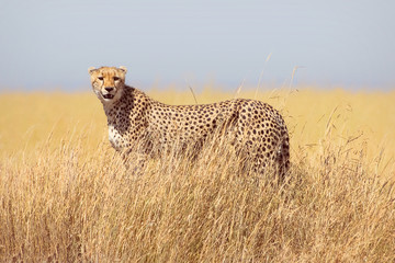 Cheetah in the Serengeti National Park. Tanzania.