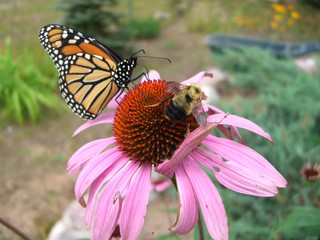 Monarch butterfly and bumblebee on same flower, covered in pollen
