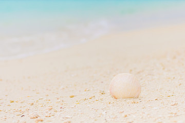 Fototapeta na wymiar White seashell in the sand on the beach