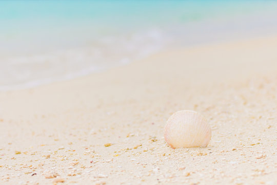White seashell in the sand on the beach