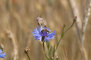 Bee on blue flower, cornflowers in the middle of the grain