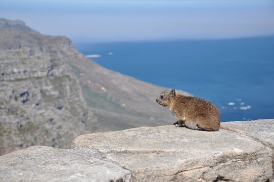 Dassie