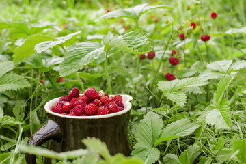 The ripe wild strawberries growing on the grass in the natural environment. Gift of nature in clay jug. 