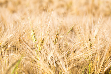 Getreide 08 - Ähren