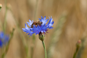 Bee on blue flower, cornflowers in the middle of the grain