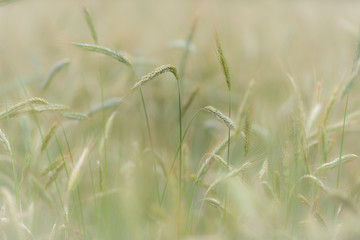 Close-up of wheat field intended as abstract background texture with shallow depth of focus