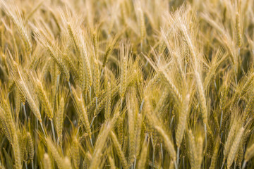 Golden barley fields at summer sunny day.
