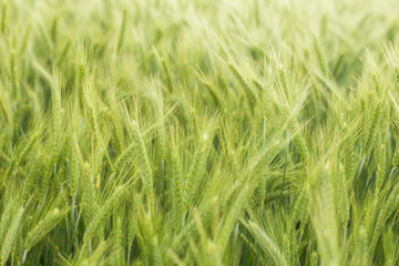 Green Barley Fields