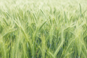 Green Barley Fields