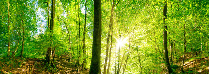 Fototapeta na wymiar Wald Panorama mit Sonnenstrahlen