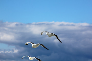 The gulls in the sky