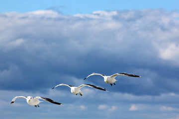 The gulls in the sky