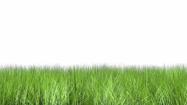 Grass moving in the wind isolated on white background