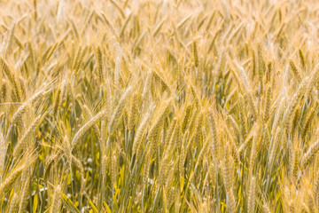 Fototapeta premium Golden Barley Fields