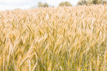 Golden Barley Fields