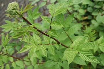 Mädesüß - Heilpflanze