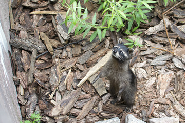 raccoon standing on its hind legs