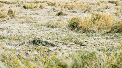 Getreide 05 - Sturmschaden