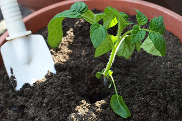 Tomato seedling