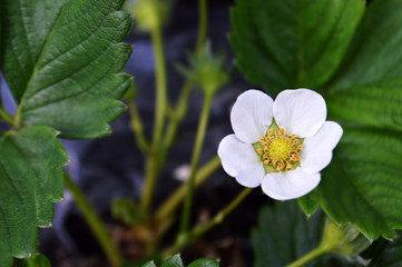 Strawberry flower closeup