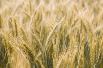Golden Barley Fields