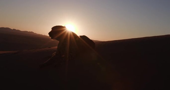 4K Cheetah in silhouette against setting sun of the Namib desert