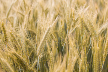 Golden Barley Fields