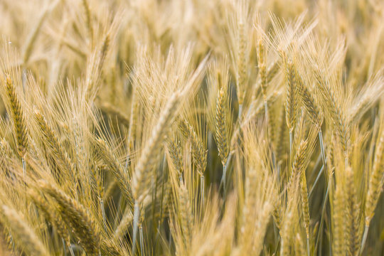Golden Barley Fields © mitarart