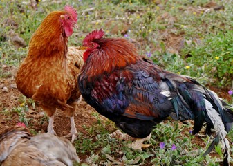 Huhn und Hahn