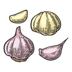 Garlic with slices isolated on white background. Vector vintage engraving Illustration for menu, web and label