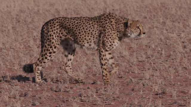 Cheetah walking side on to camera in slow motion