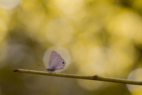 Butterfly (The Common Lineblue) and green nature background.