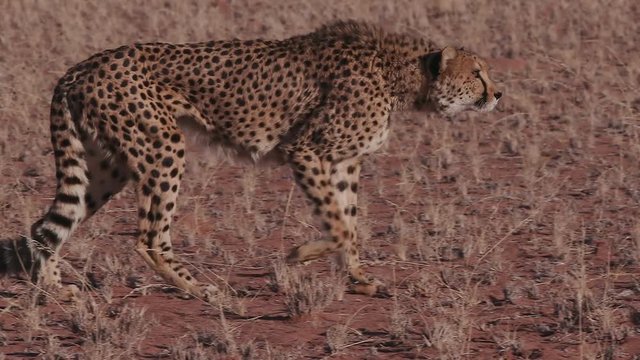 Cheetah walking side on to camera in slow motion