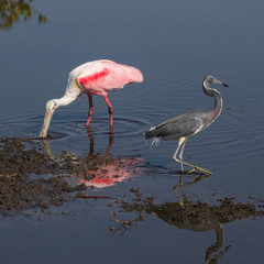 Roseate Spoonbill Foraging, Tricolored Heron, Merritt Island Nat